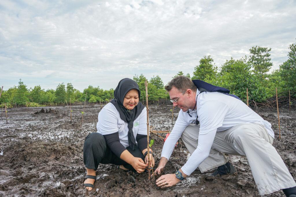 Mangrove Plantation