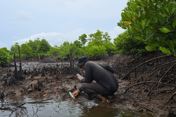 Mangrove Survival Rate GMT