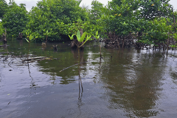 Mangroves