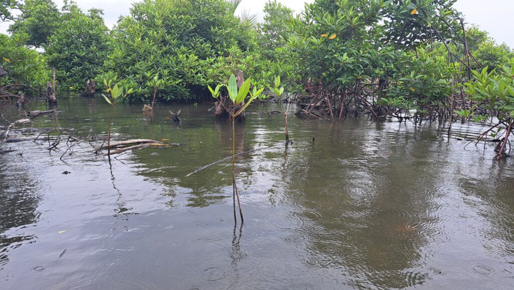 Mangrove Trees Monitoring