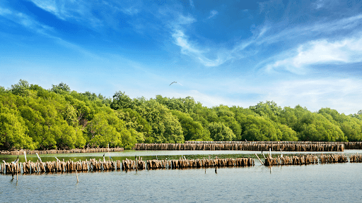 A boat floats in water, surrounded by a lush mangrove forest. GMT's presence at COP28 signifies a sustainable and resilient future.