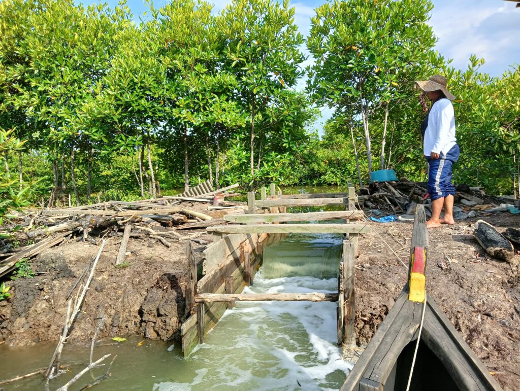 A man on a wooden bridge over a river, symbolizing sustainable practices in shrimp and crab farming