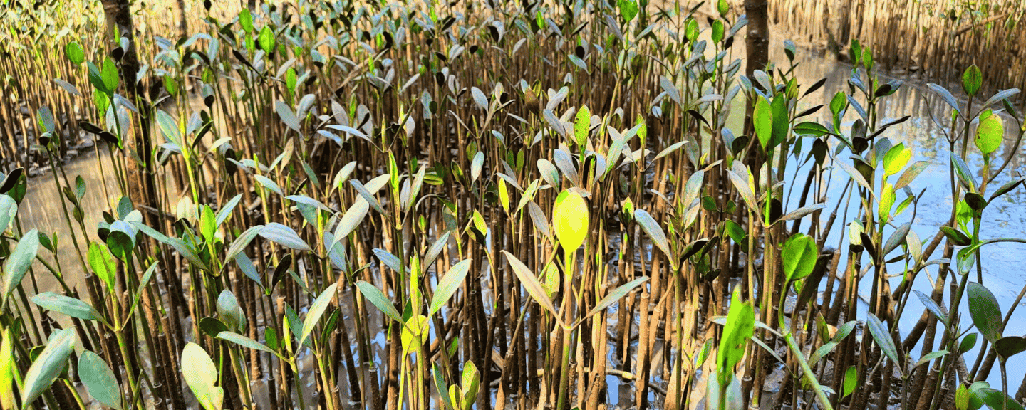 Our 2024 Planting Initiative
