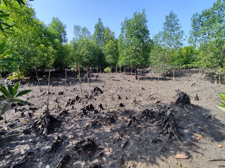 Progress Update on 001-OxC Project: Advancing Restoration and Reforestation Efforts