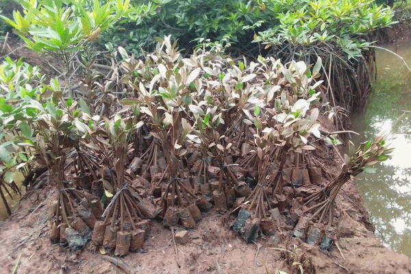 Progress Update on 001-OxC Project: Advancing Restoration and Reforestation Efforts