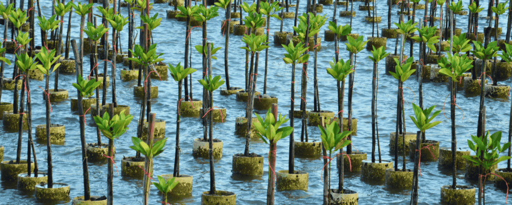Progress Update on 001-OxC Project: Advancing Restoration and Reforestation Efforts