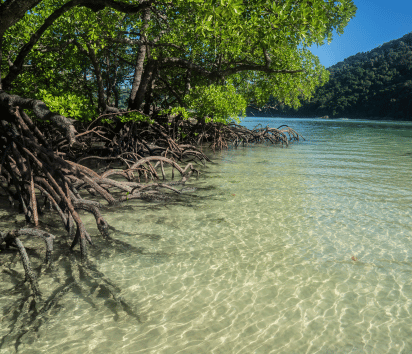 Mangroves