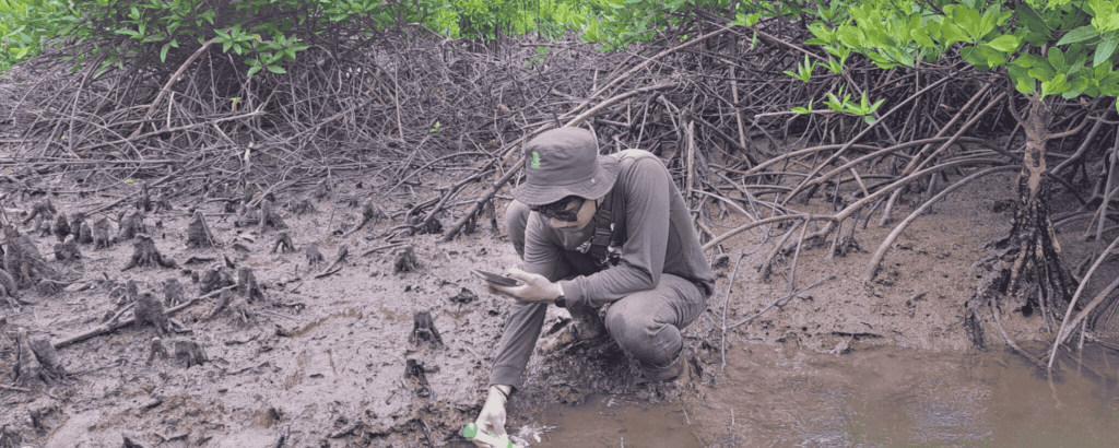 Mangrove Survival Rate GMT