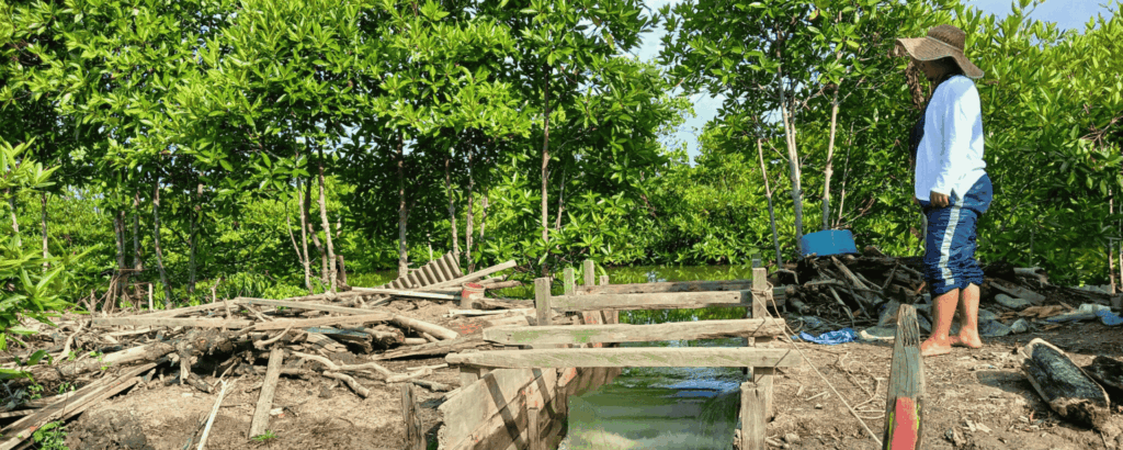 Silvofishery in Pangkalan Siata