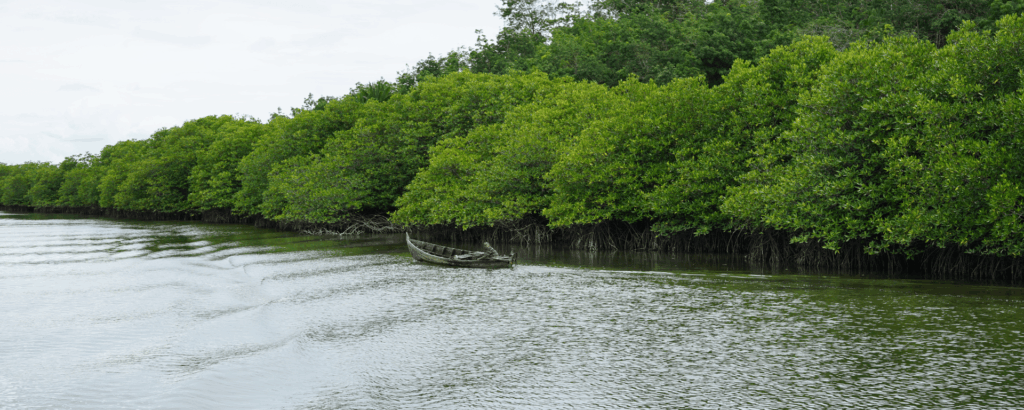 Indonesia Mangrove Forest