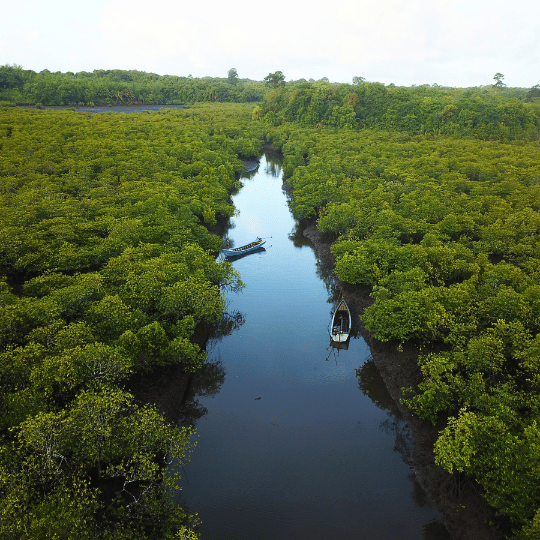 Beauty of Mangroves
