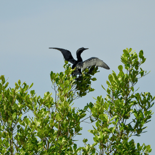 Beauty of Mangroves