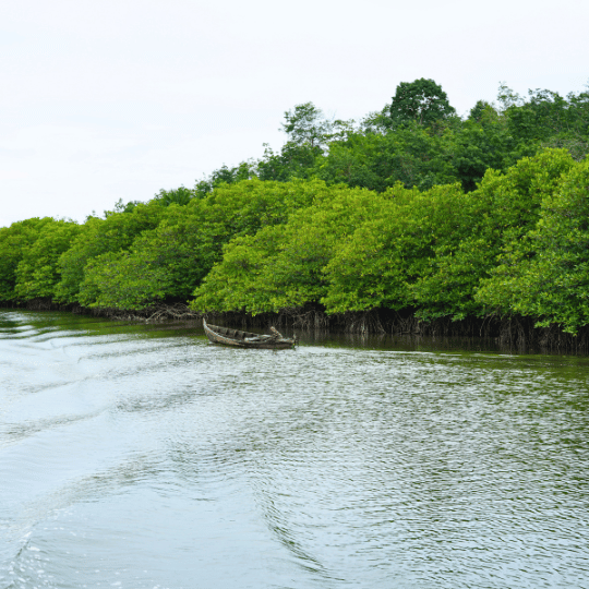 Beauty of Mangroves