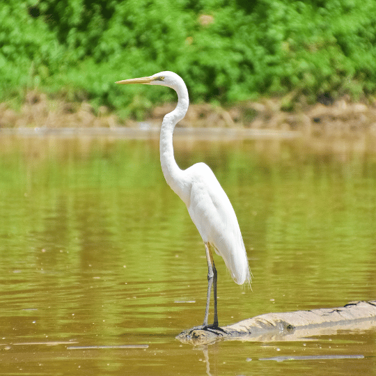 Beauty of Mangroves