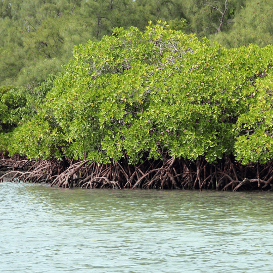 Beauty of Mangroves
