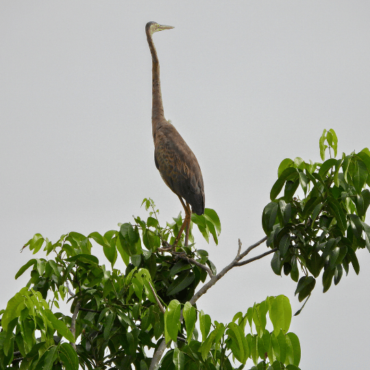 Beauty of Mangroves