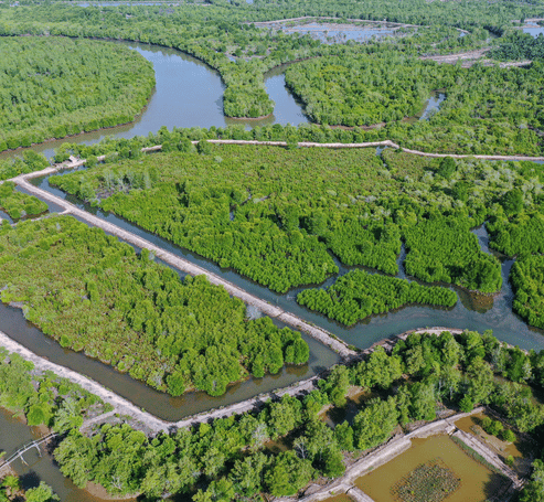 About us Global Mangrove Trust