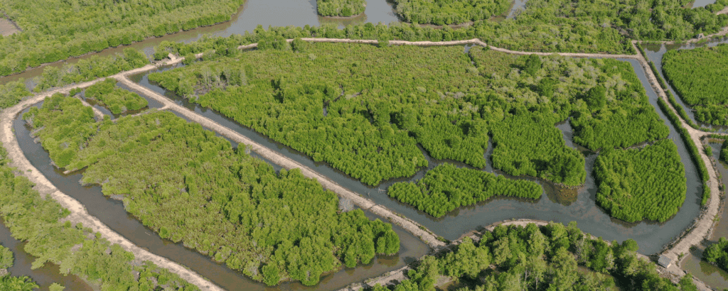 Climate Success in Indonesia: International Development & Investment Opportunities