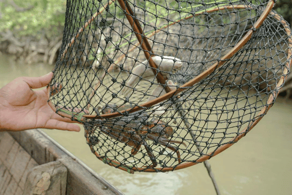 Freshly harvested mud crabs from the community aquaculture programme