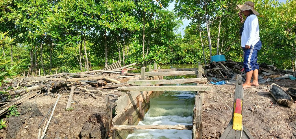 Silvofishery in Pangkalan Siata: A Sustainable Approach to Shrimp and Crab Farming