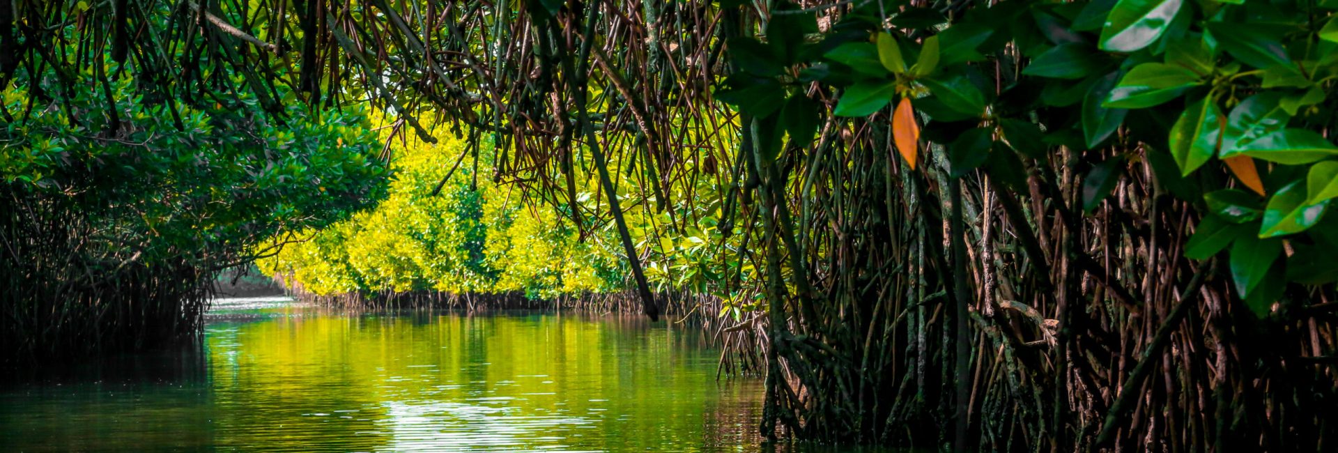 Mangrove,Forest,Reflection,In,Lake,,Submerged,Mangrove,Forest,,Mangrove,Forest,